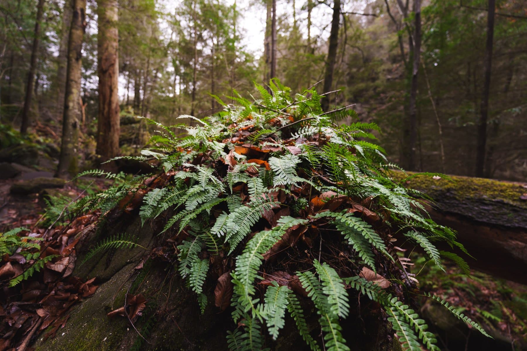 Ferns growing over a moss covered boulder in a Hocking Hills gorge